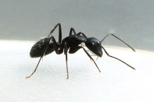 Thumbnail Image 1